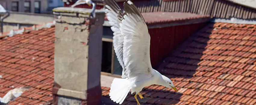 Residential Chimney Animal Removal Solution in Hueytown, AL